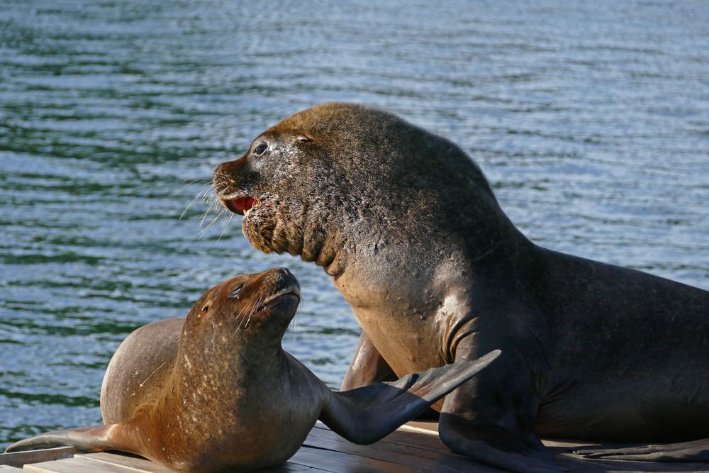 Mähnenrobben in Valdivia