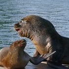 Mähnenrobben in Valdivia