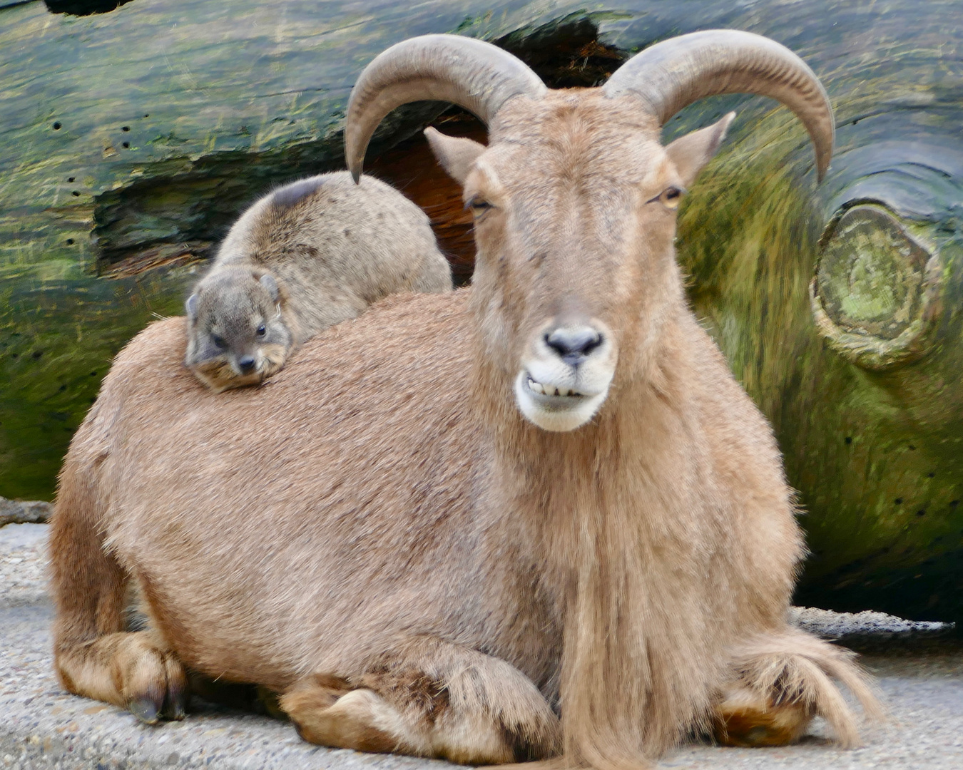 Mähnenschaf und Klippschliefer