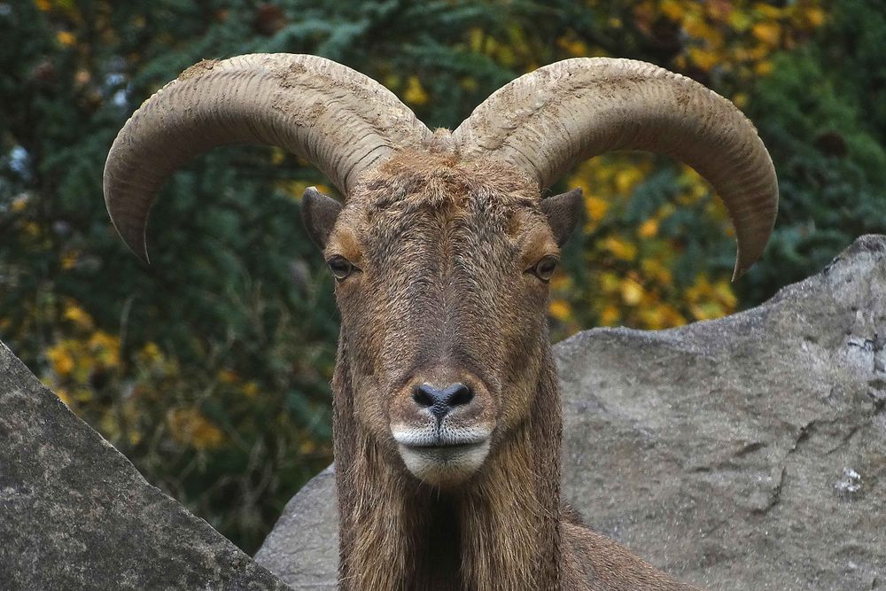 Mähnenspringer (2) Zoo Neuwied