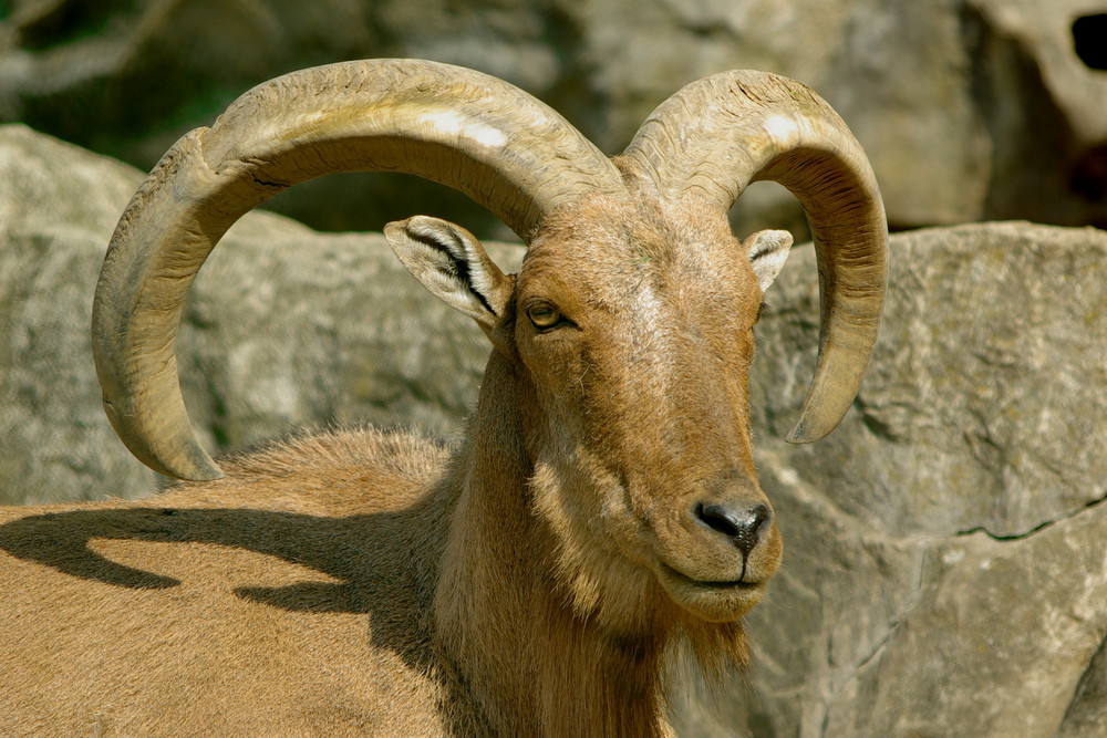 Mähnenspringer (2) -Zoo Neuwied / Rhein-