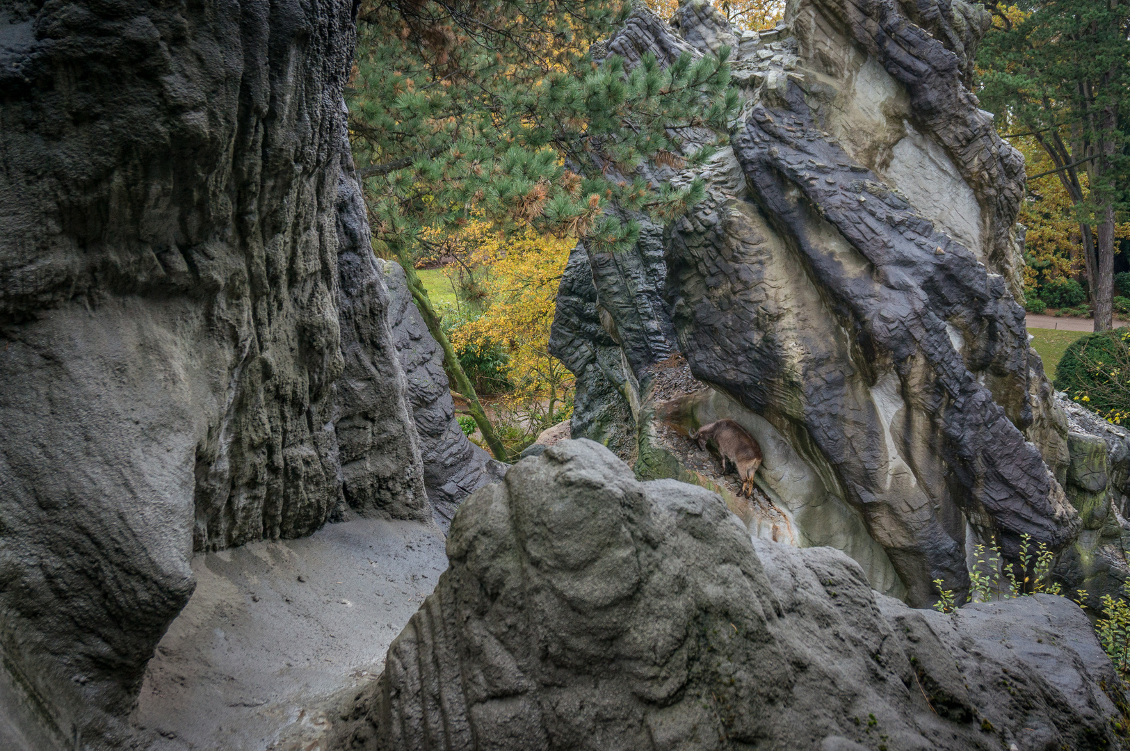 Mähnenspringer-Felsen  - Tierpark Hagenbeck/Hamburg