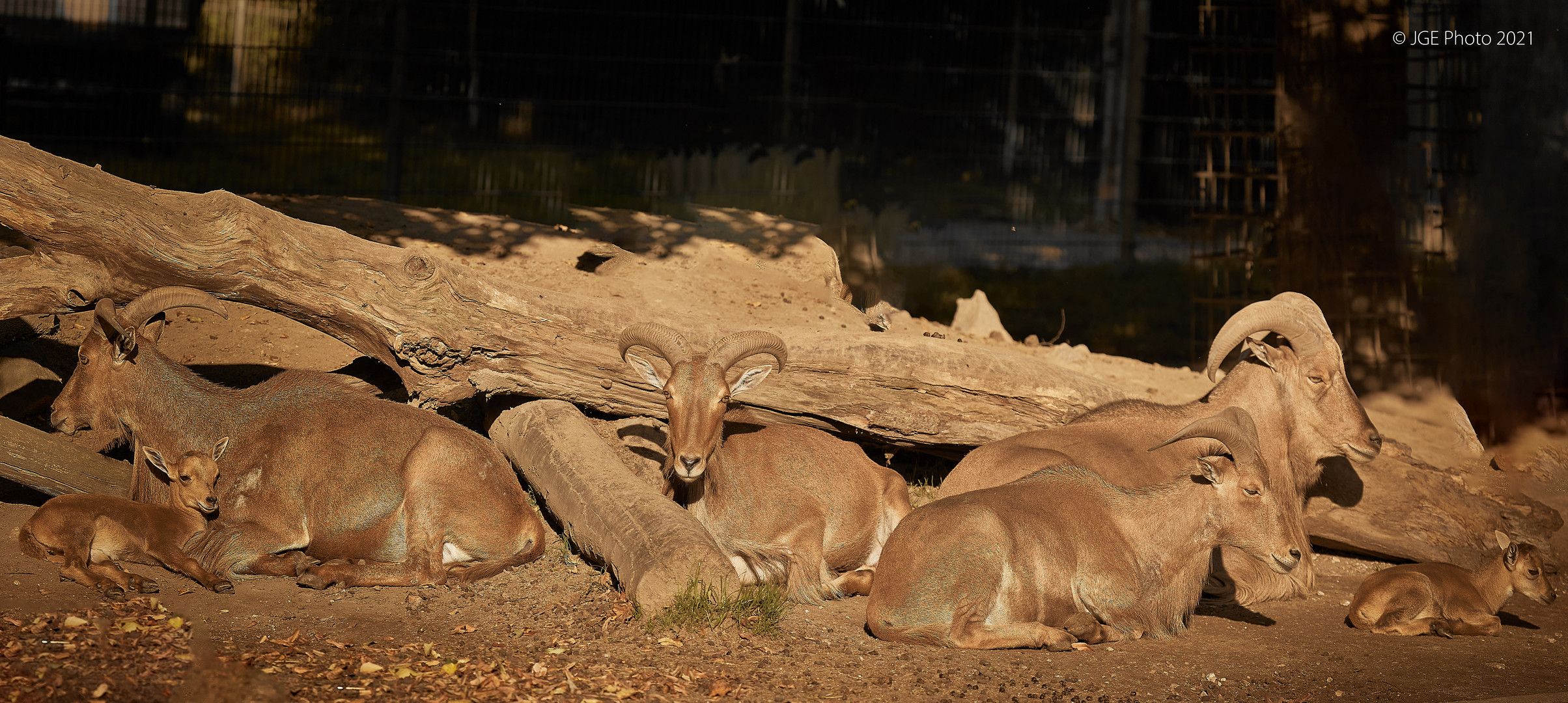 Mähnenspringer im Wormser Tierpark Familienidyll