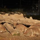 Mähnenspringer im Wormser Tierpark Familienidyll