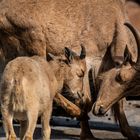 Mähnenspringer - Mama mit Geißlein