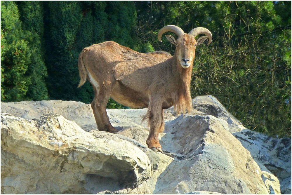 Mähnenspringer (Zoo Neuwied)