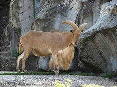 Mähnenspringer (Zoo Neuwied)