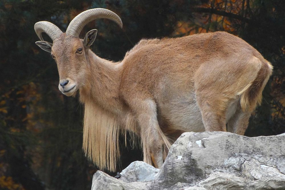 Mähnenspringer (ZOO Neuwied)