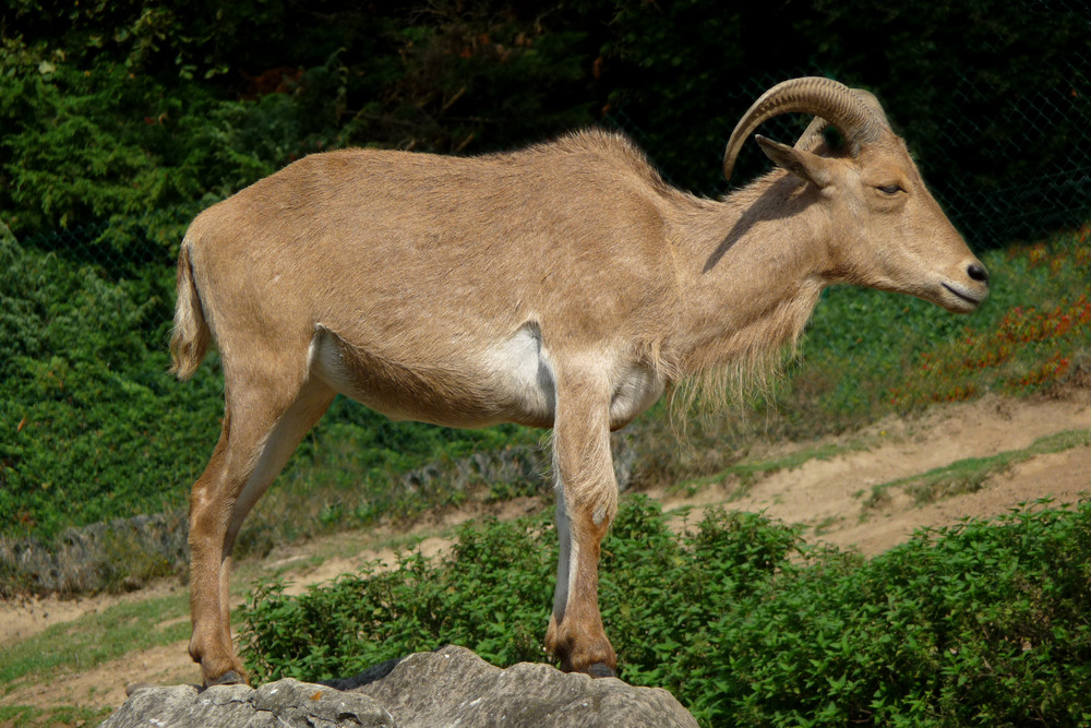 Mähnenspringer (Zoo Neuwied / Rhein)