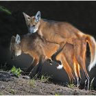 Mähnenwölfe bei der Paarung (Neuwieder Zoo)