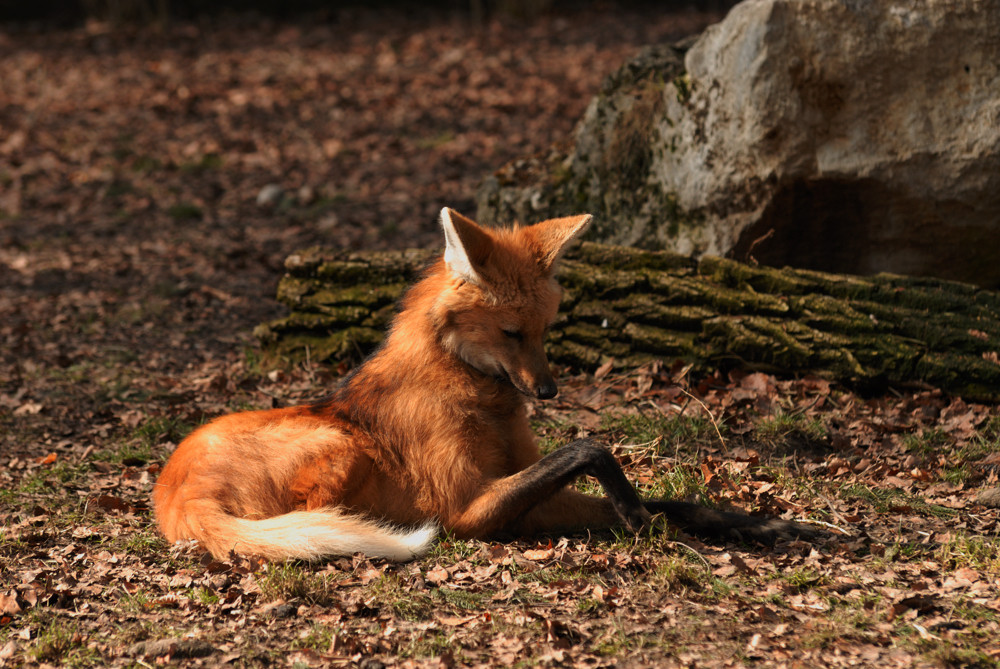 Mähnenwolf