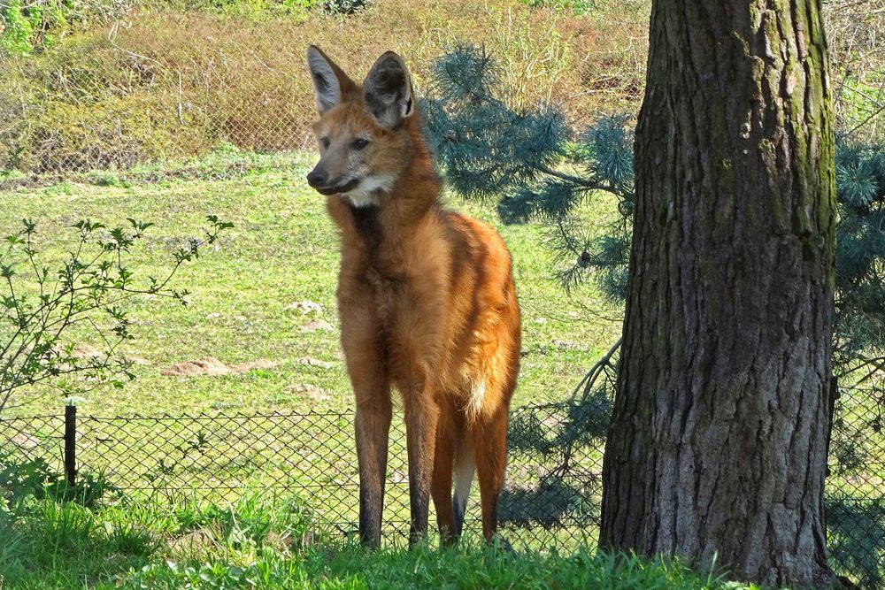 Mähnenwolf (1) Neuwieder Zoo)