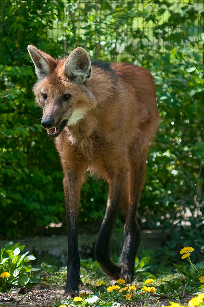 MÄHNENWOLF 2