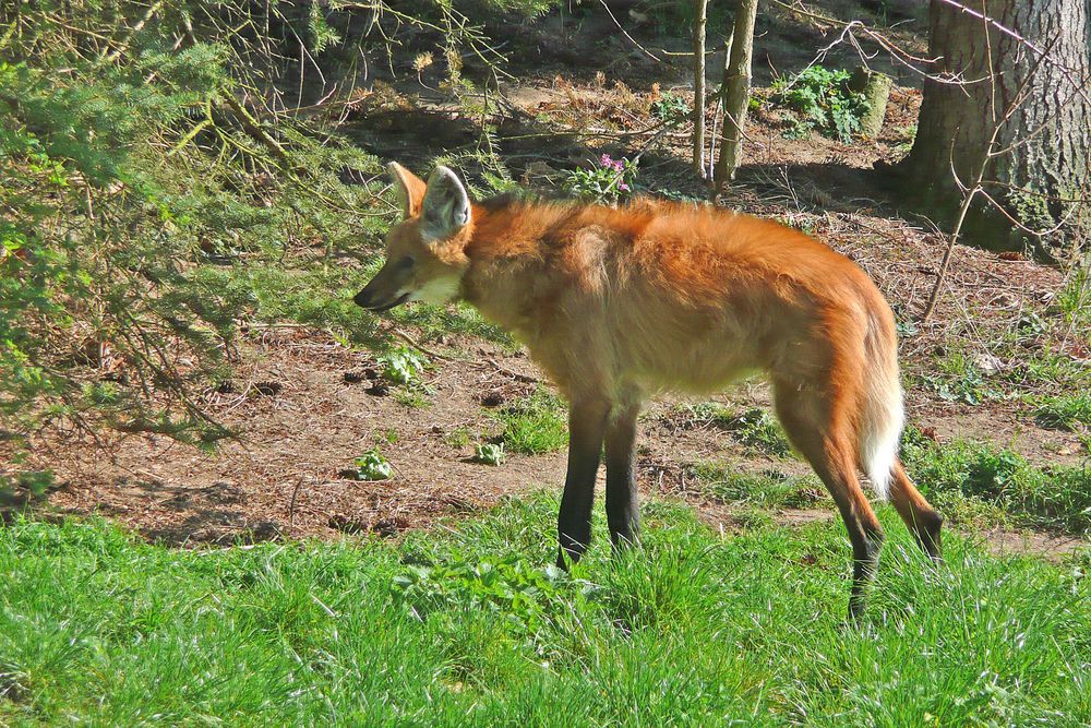 Mähnenwolf (2) -Zoo Neuwied-