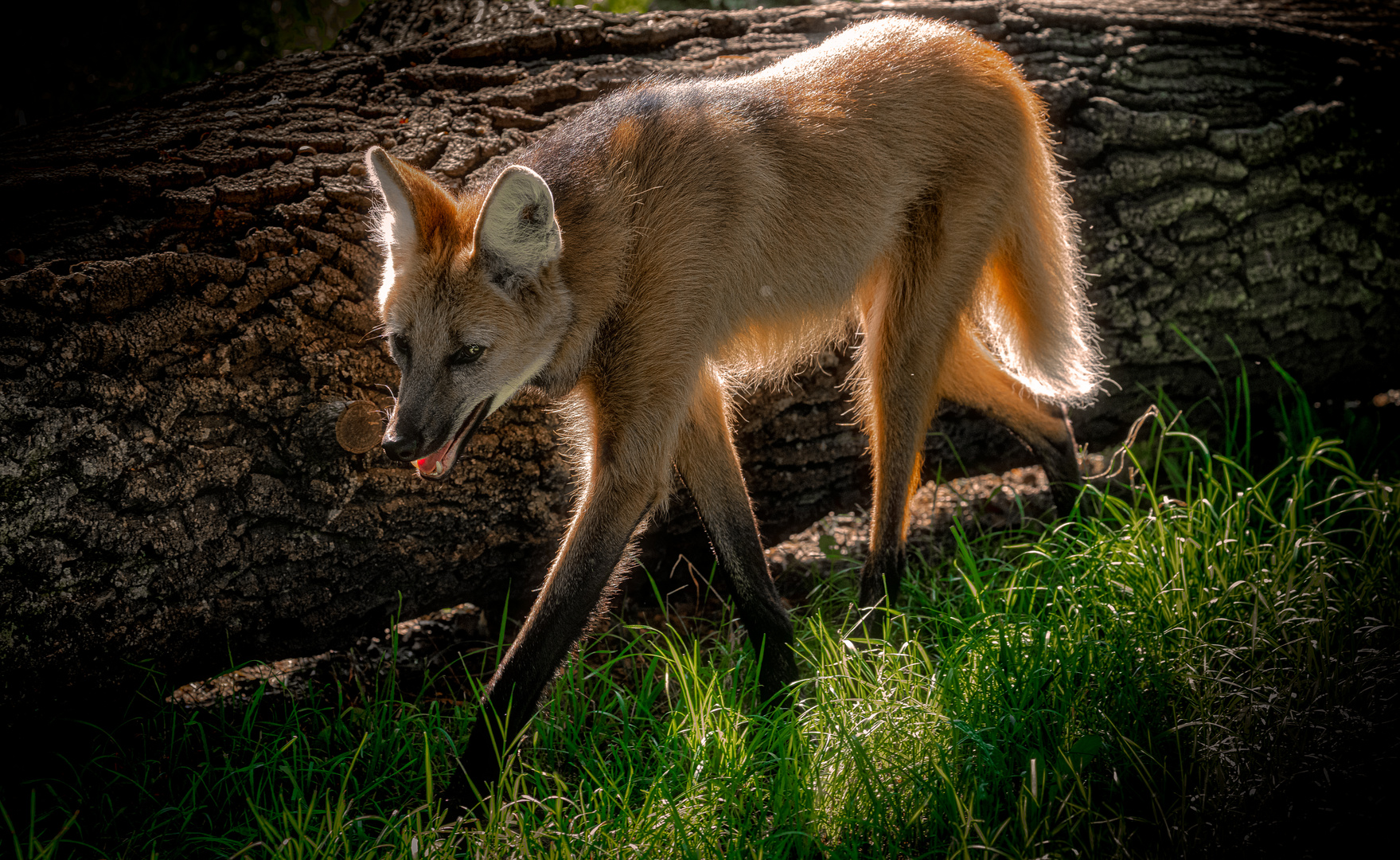 Mähnenwolf