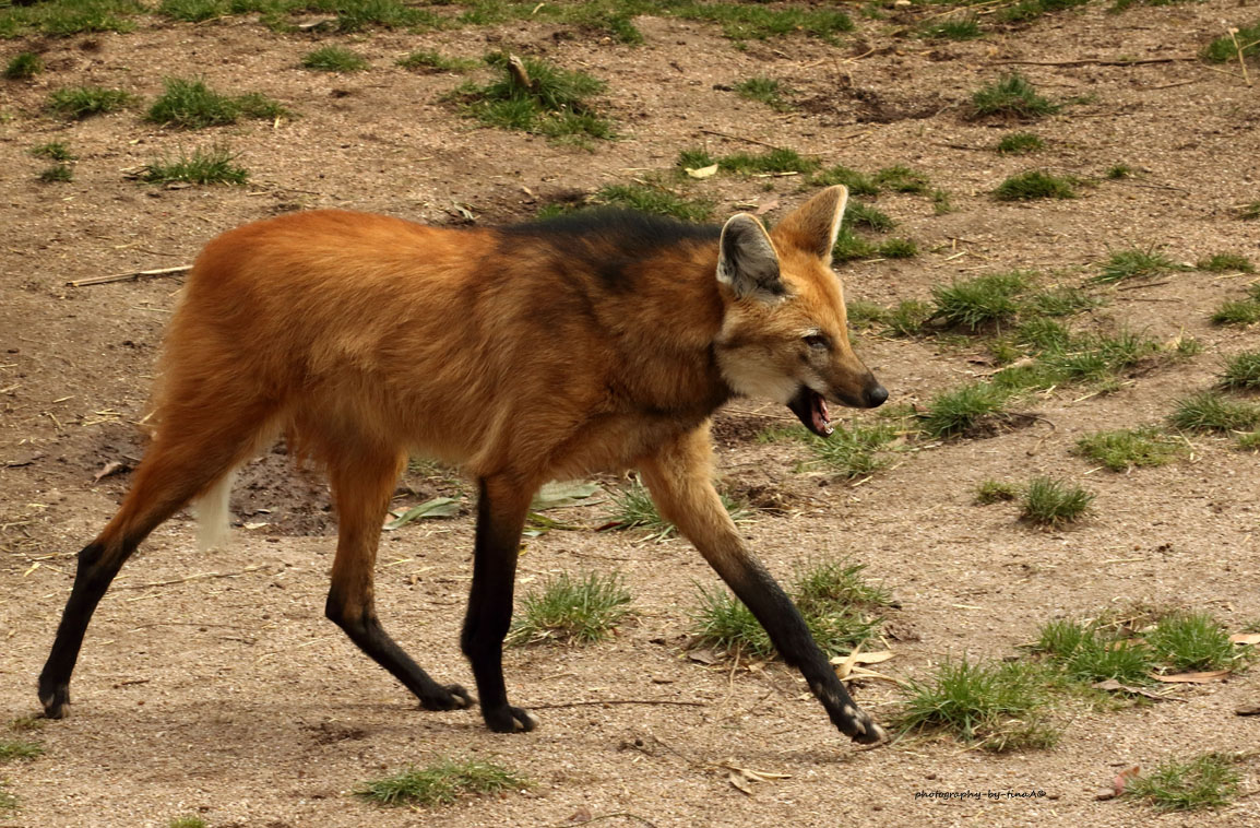 Mähnenwolf