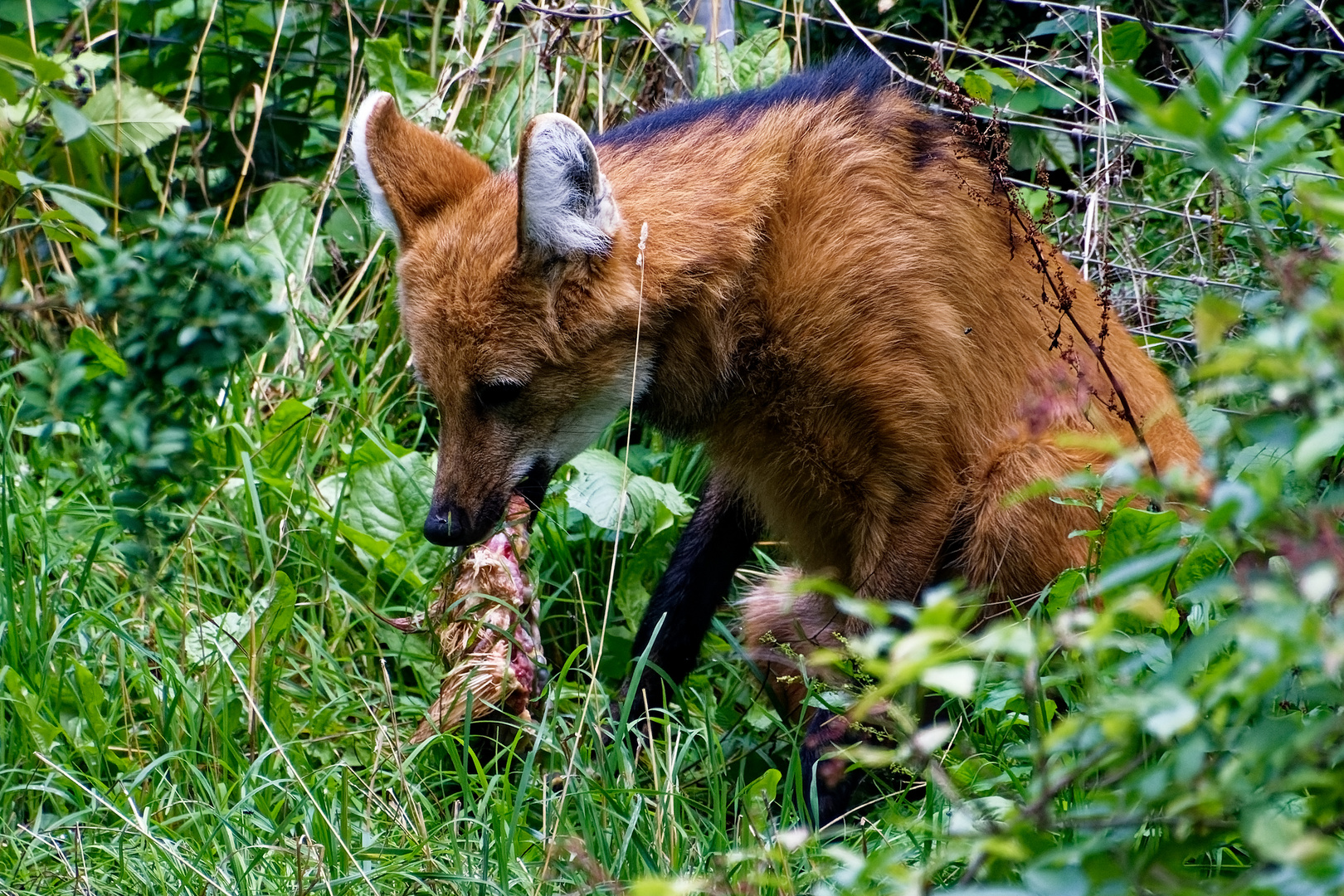 Mähnenwolf