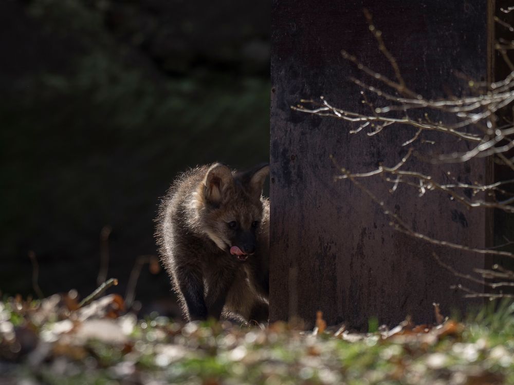  Mähnenwolf