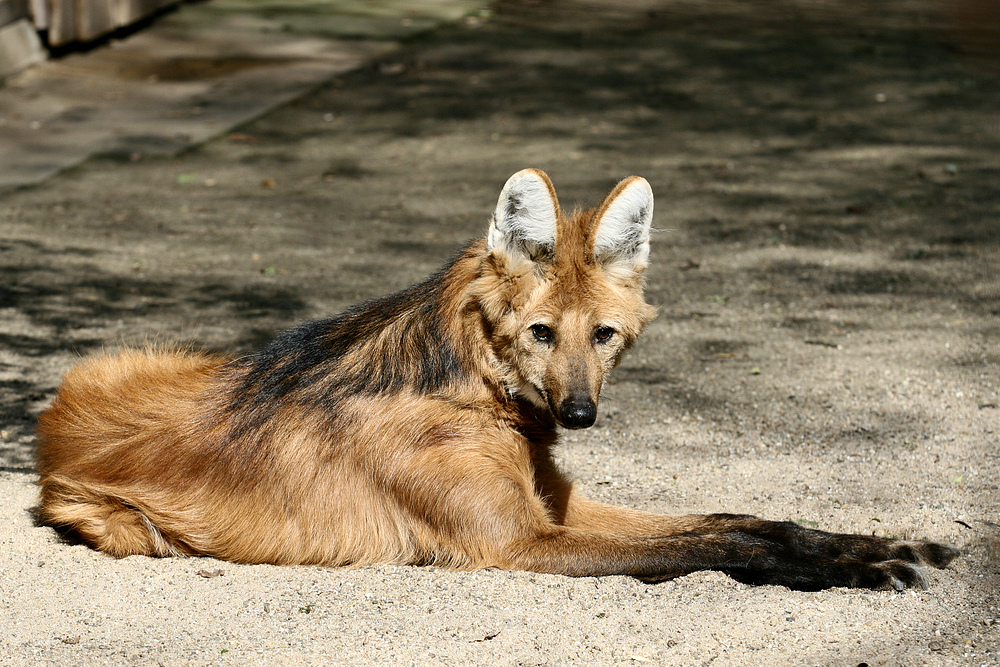 Mähnenwolf