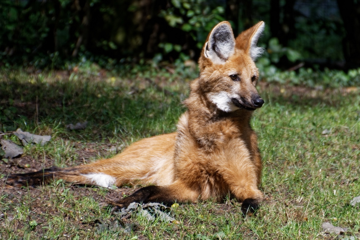 Mähnenwolf