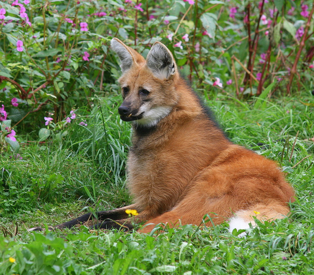 Mähnenwolf