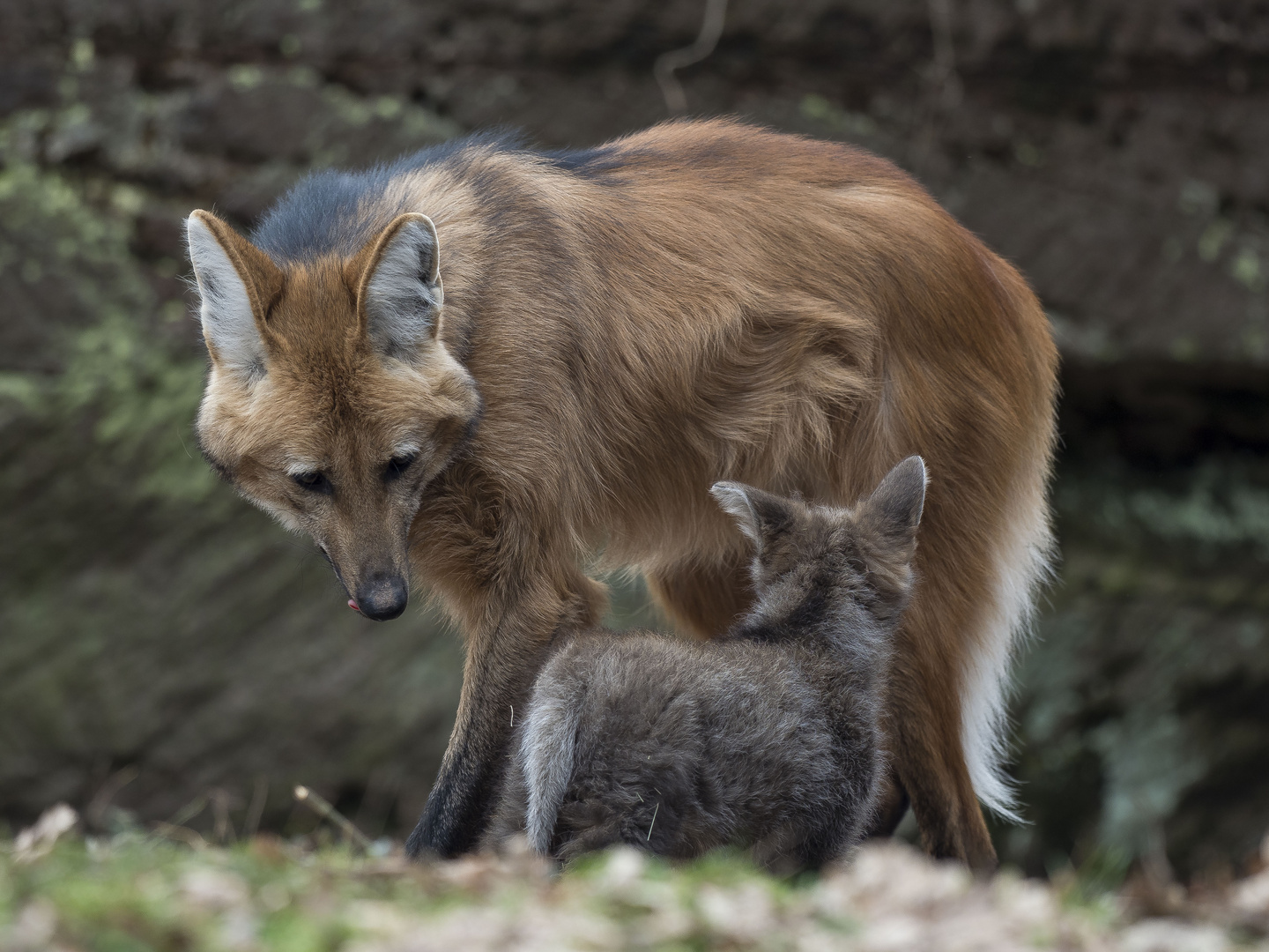 Mähnenwolf