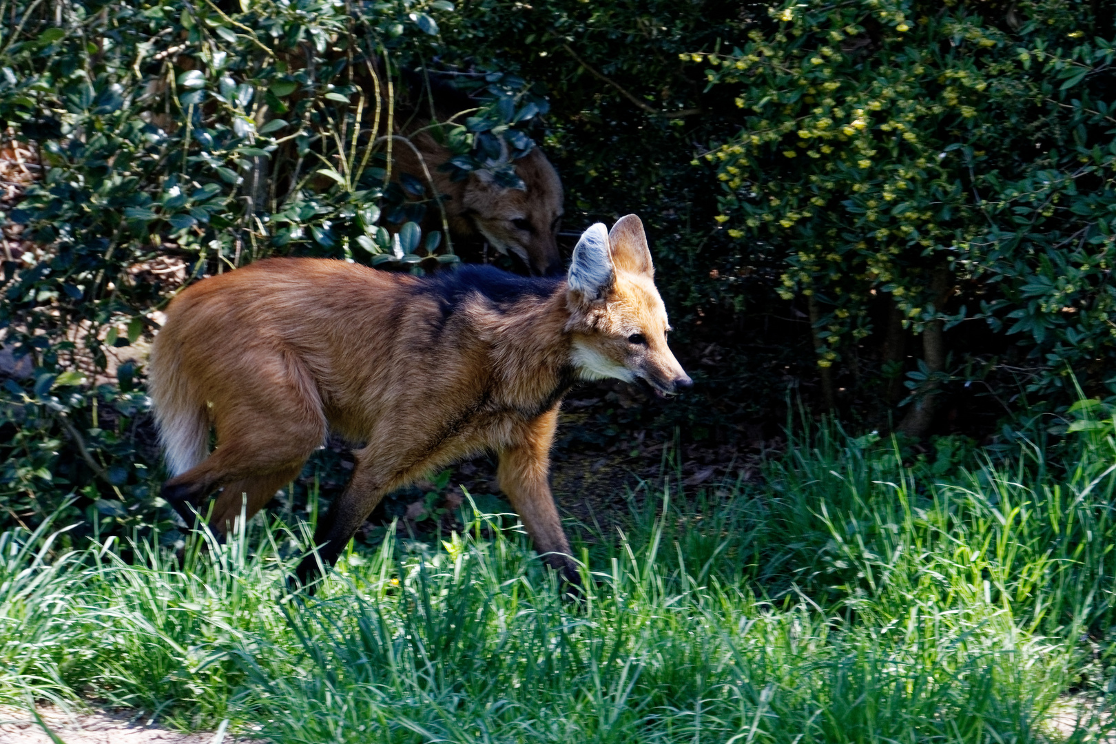 Mähnenwolf