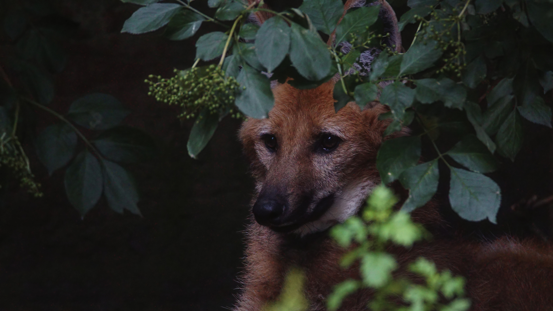 Mähnenwolf