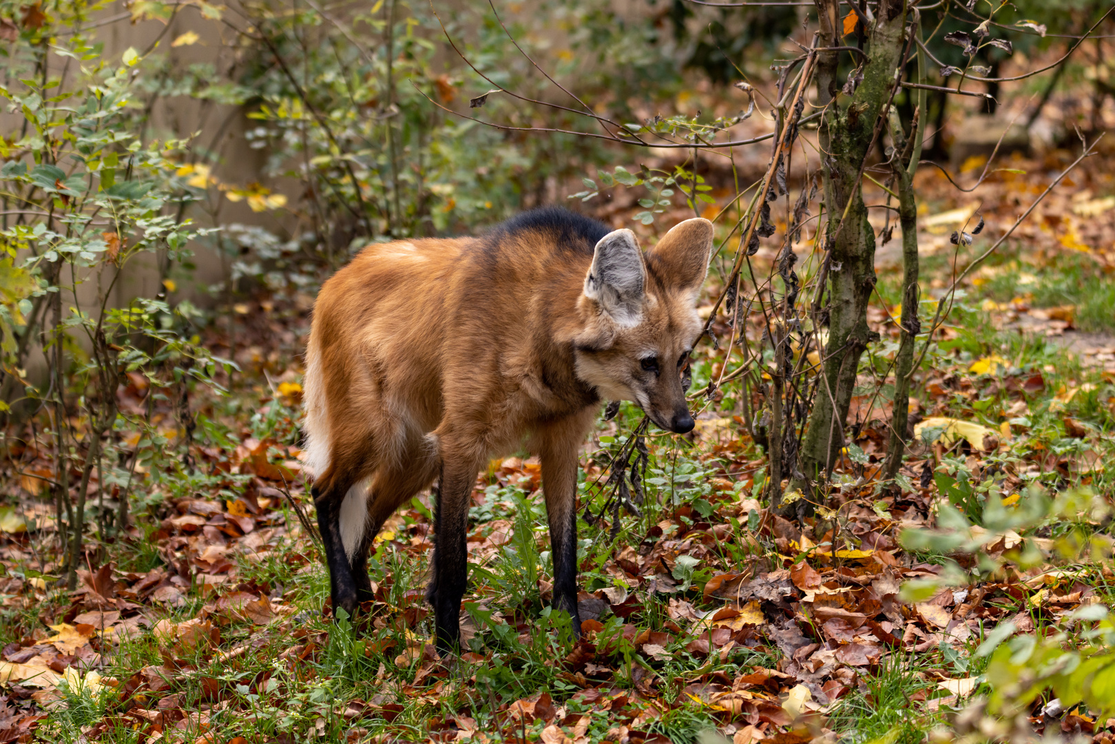 Mähnenwolf