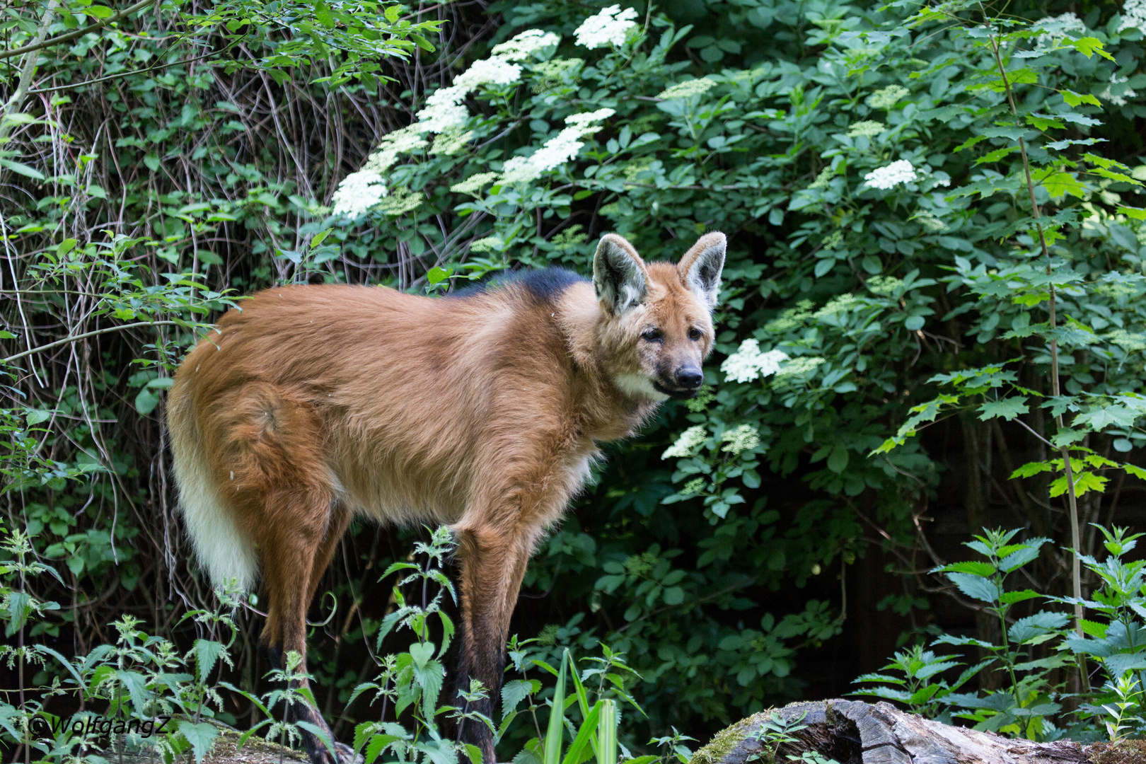 Mähnenwolf