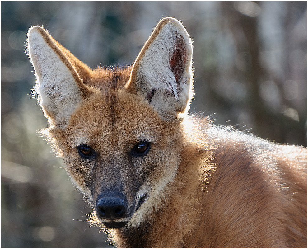 Mähnenwolf