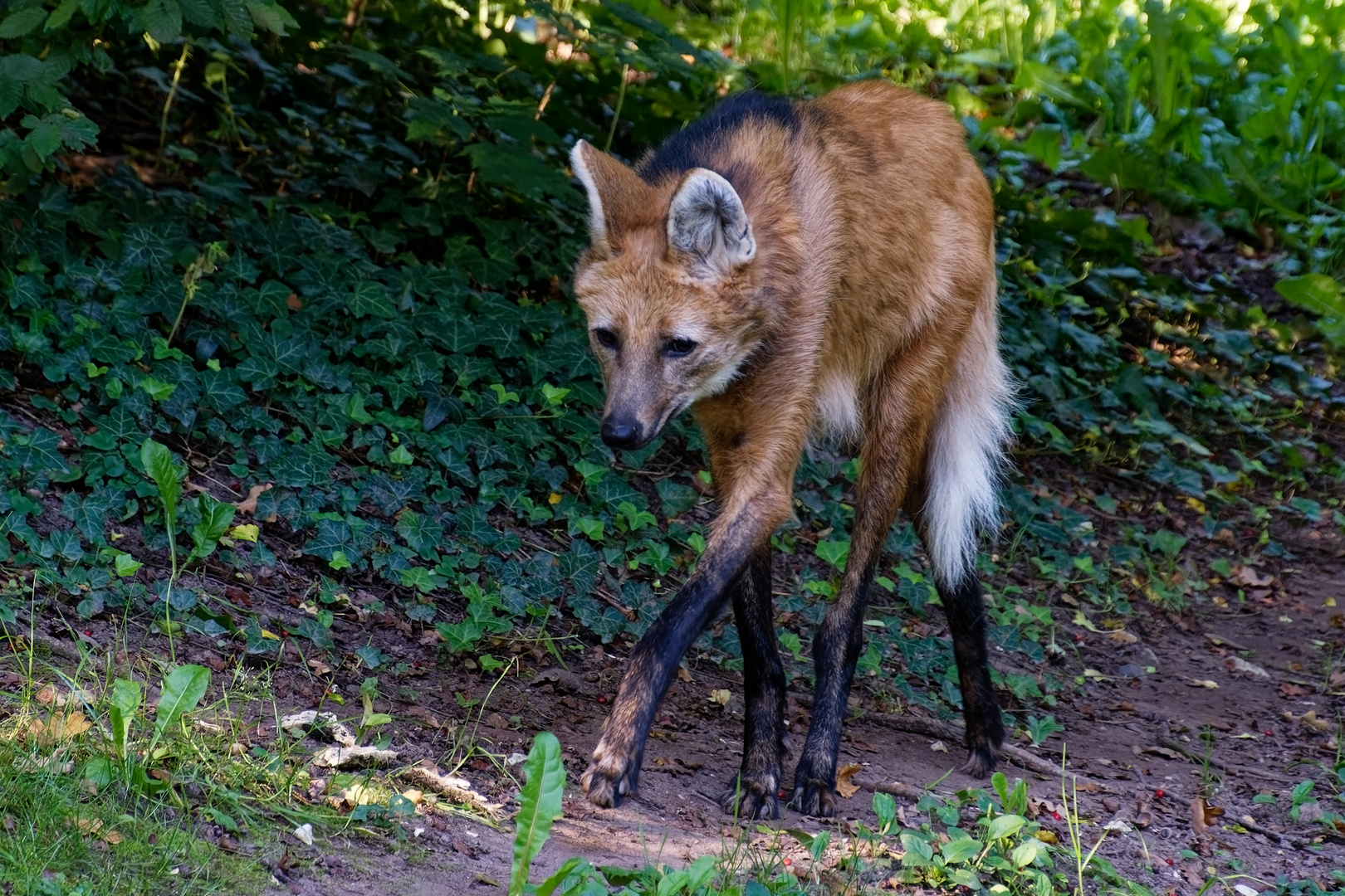 Mähnenwolf