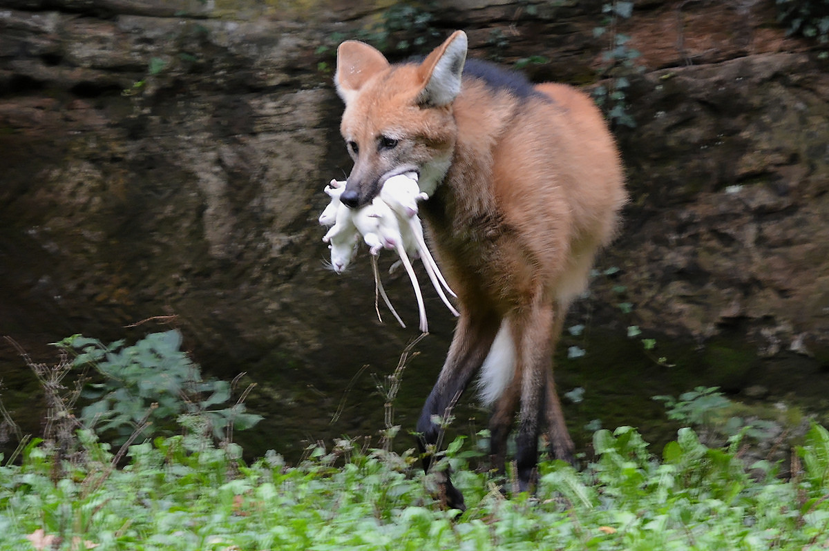 Mähnenwolf