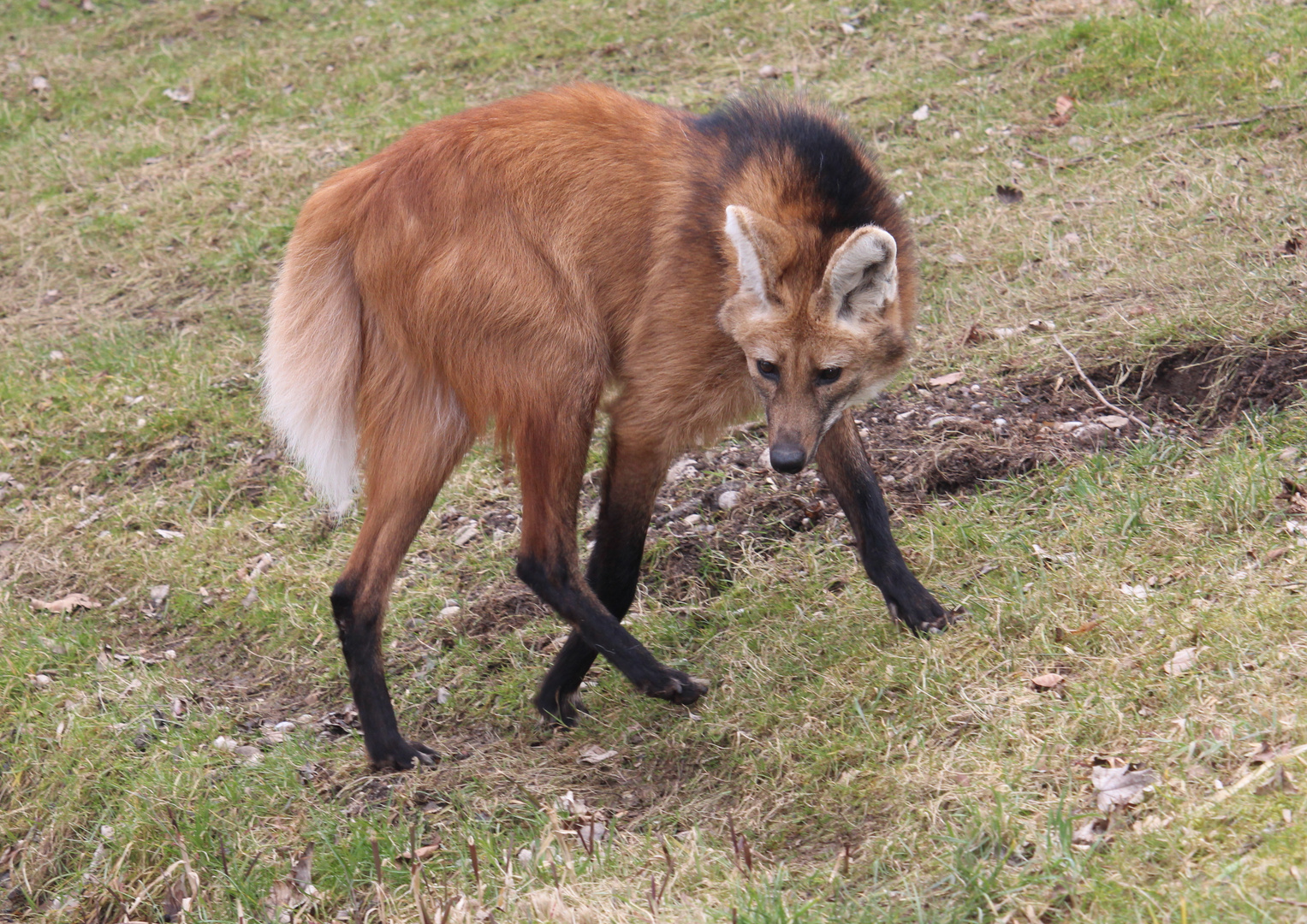 Mähnenwolf