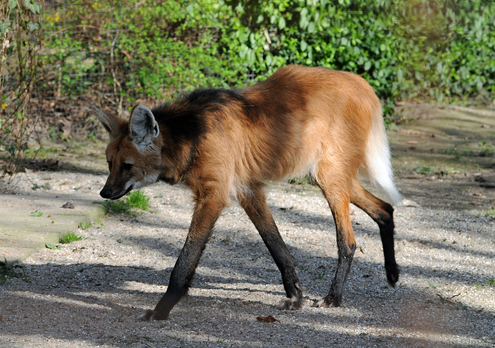 Mähnenwolf