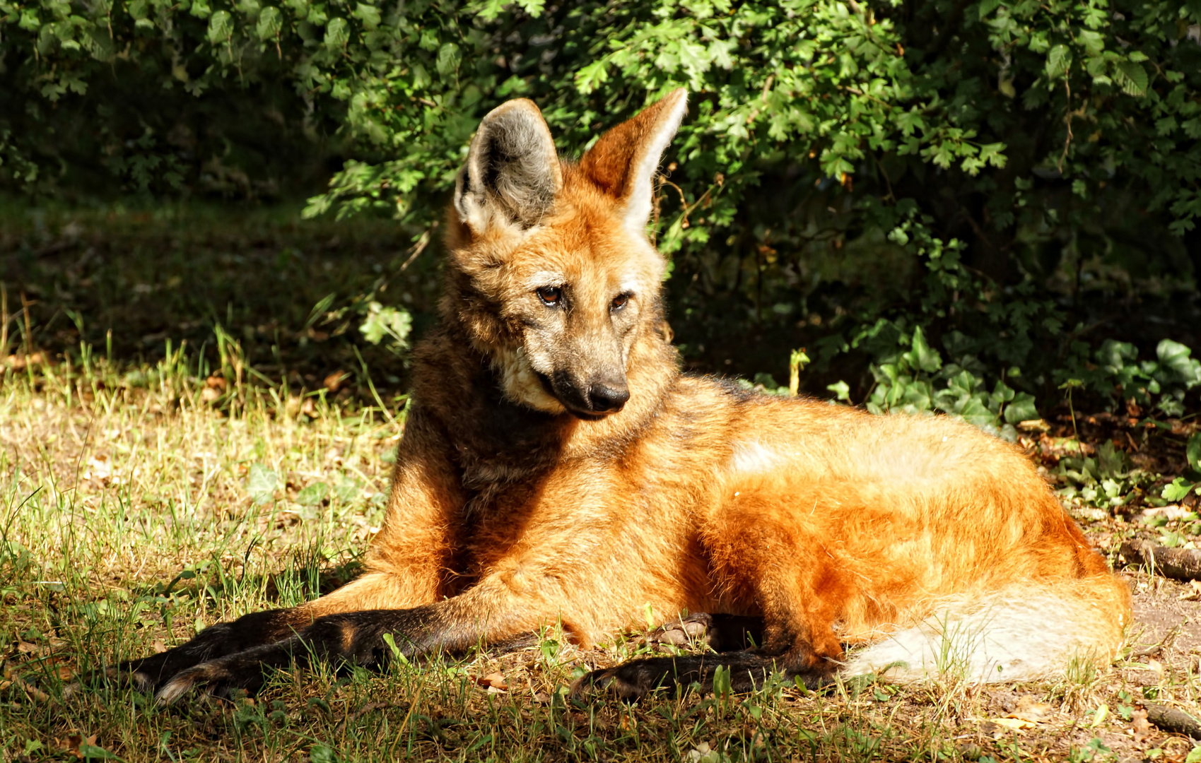 Mähnenwolf