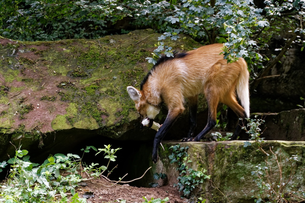 Mähnenwolf bringt Futter in die Hohle