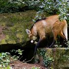 Mähnenwolf bringt Futter in die Hohle