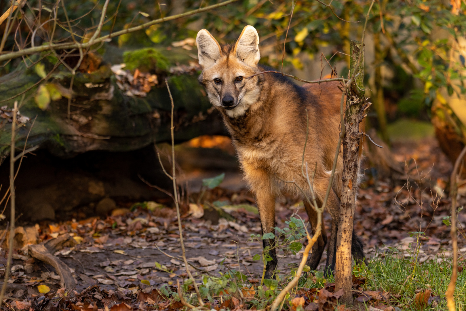 Mähnenwolf