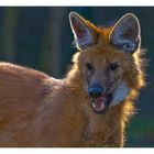 ~ Mähnenwolf  im Gegenlicht ~