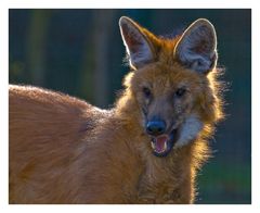 ~ Mähnenwolf  im Gegenlicht ~