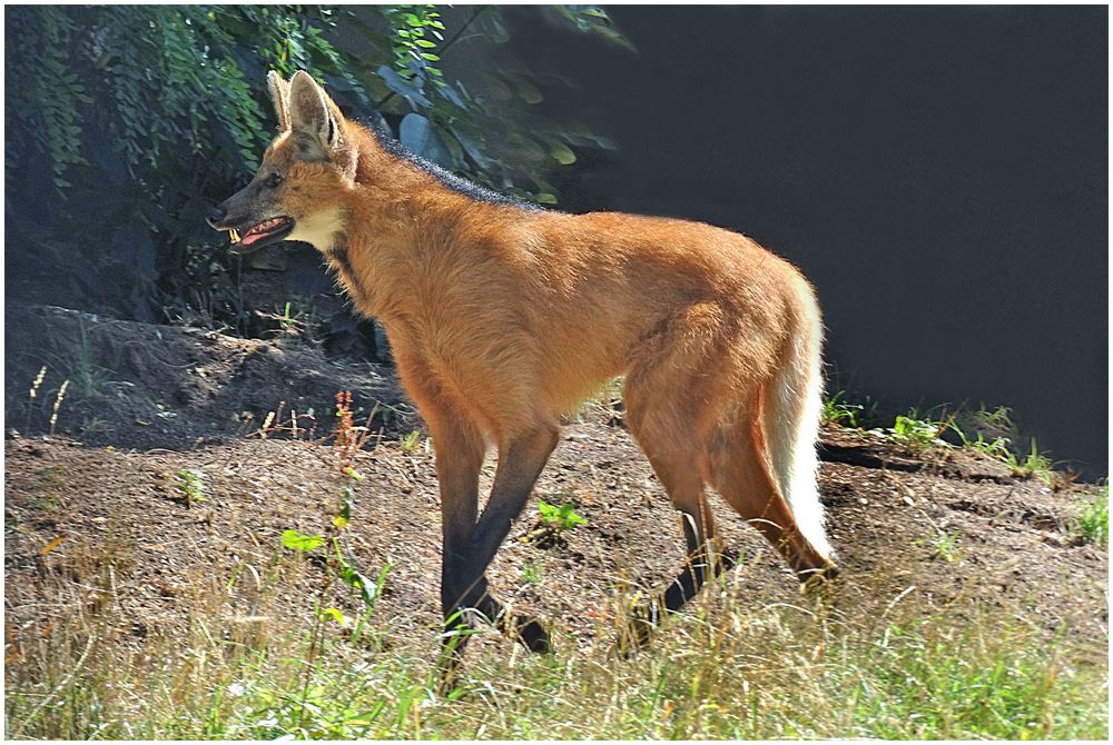 Mähnenwolf im Zoo Neuwied