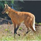 Mähnenwolf im Zoo Neuwied