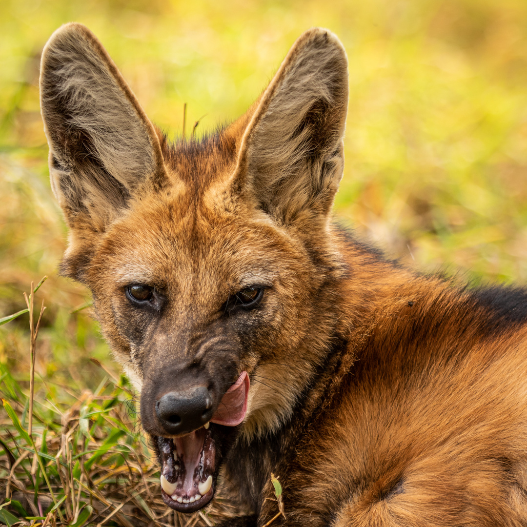 Mähnenwolf in Brasilien