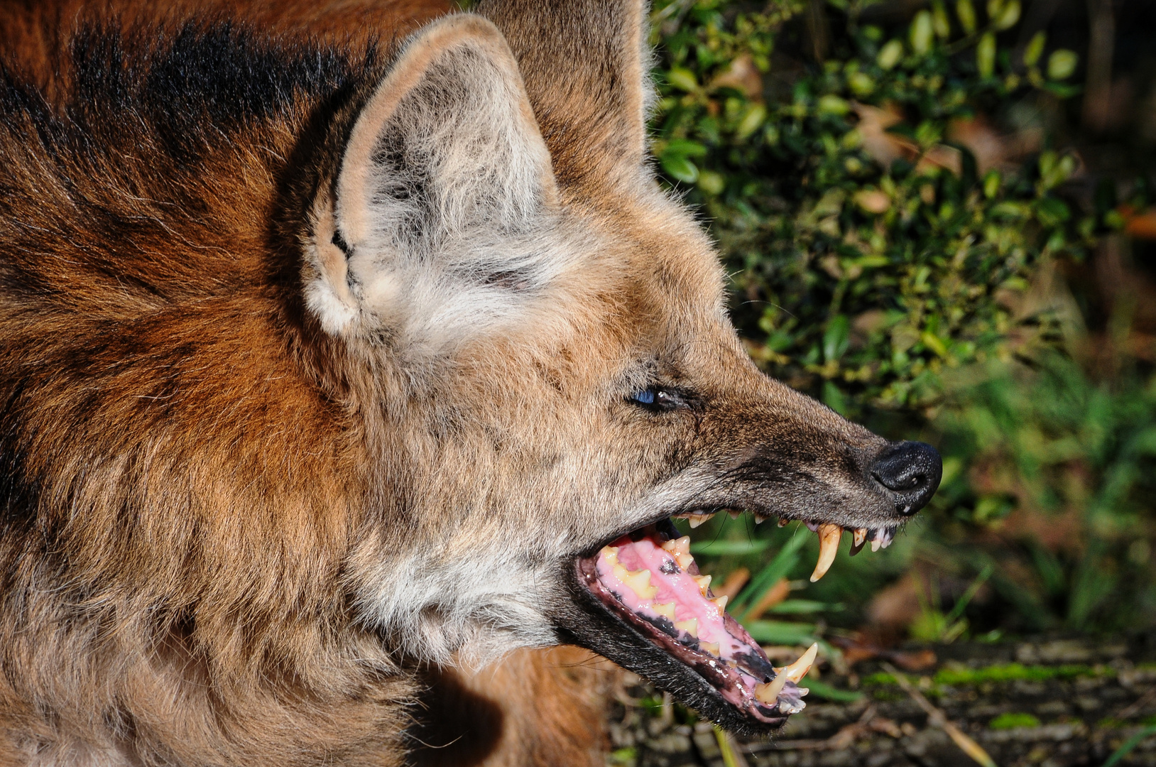 Mähnenwolf in der Wilhelma