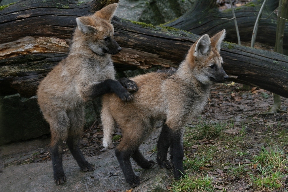 Mähnenwolf Jungtiere