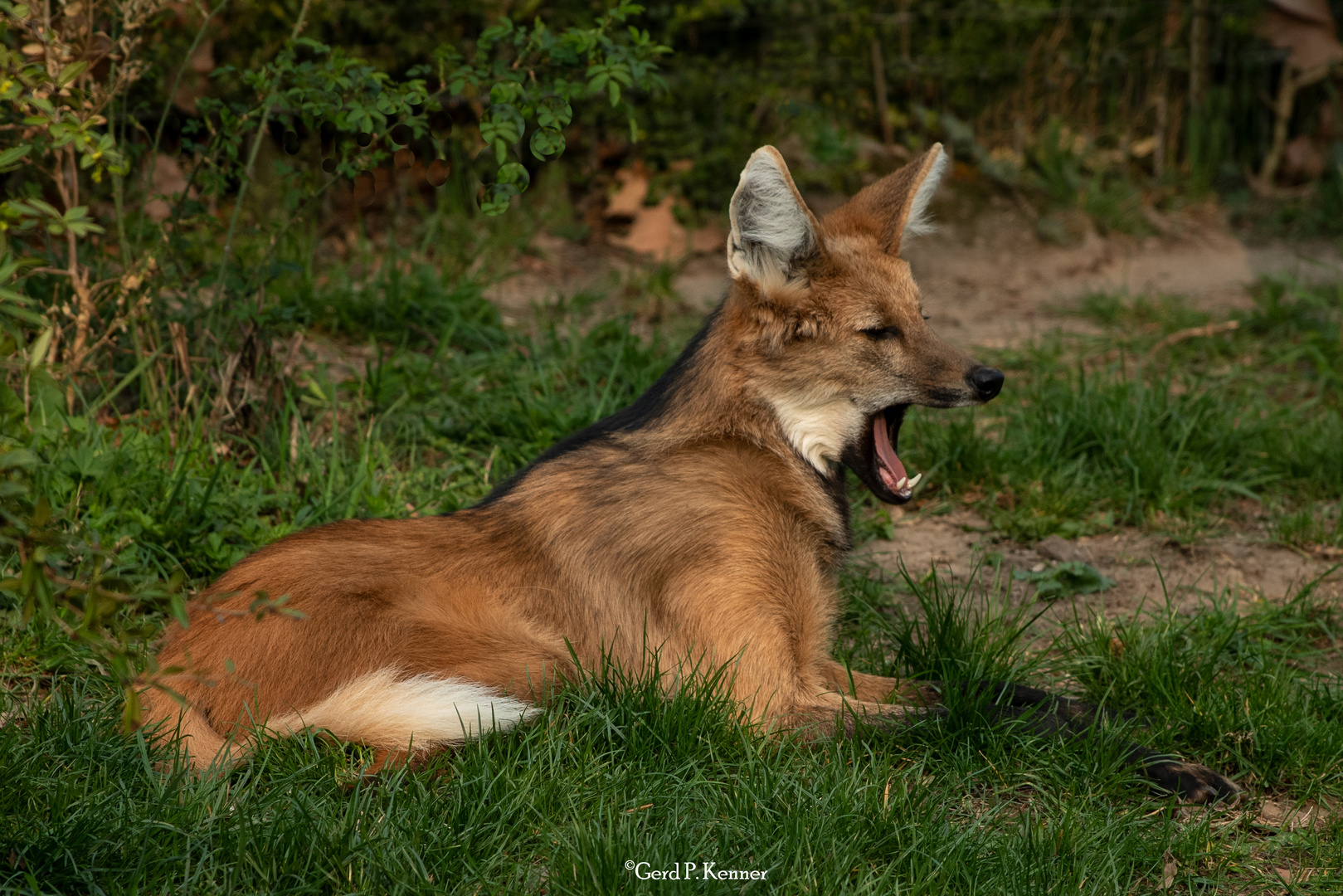 Mähnenwolf / / maned wolf