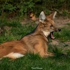 Mähnenwolf / / maned wolf