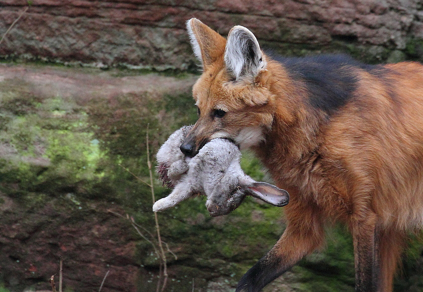 Mähnenwolf mit Beute