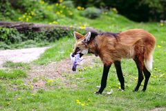 Mähnenwolf mit Beute